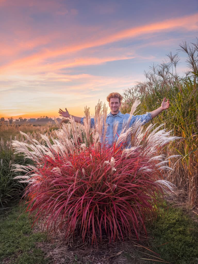 Dawid Słowiński w otoczeniu traw ozdobnych, z czerwoną trawą w centrum, podczas zachodu słońca.